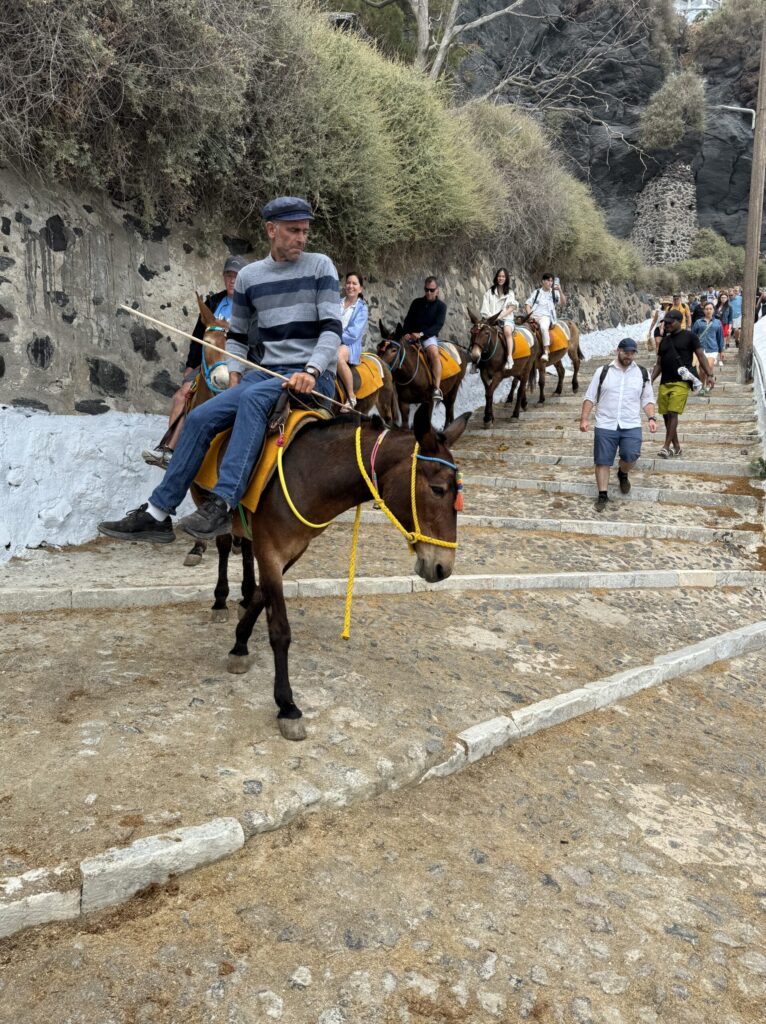 Local man riding the lead donkey in a long line carrying tourists down the Karavolades Stairs; the donkeys walk close to a white wall lined with silvery green bushes, descending a gentle curve in the stairway; a few tourists walking down appear on the right side of the image