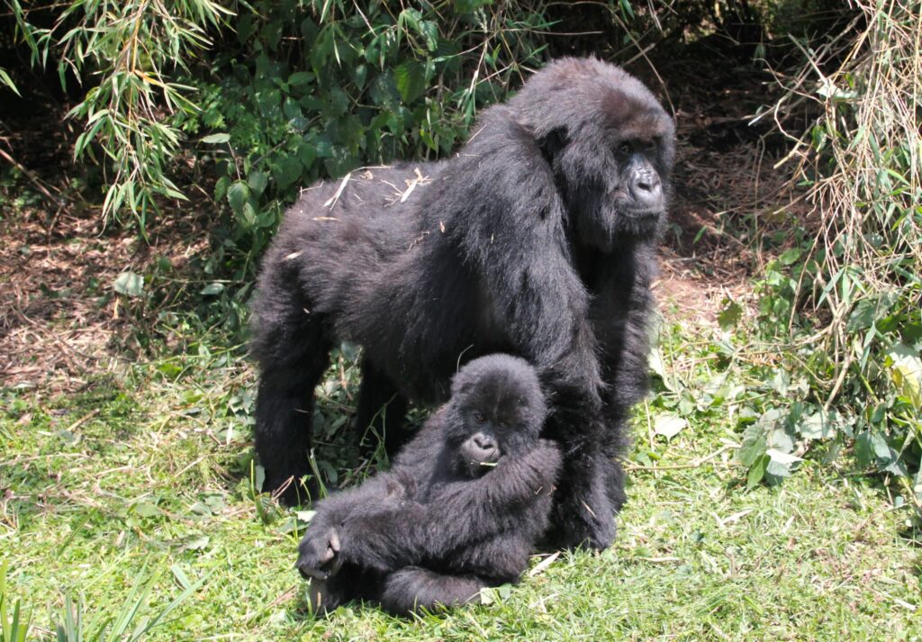 A matriarch Mountain Gorilla standing over her baby in Volcanoes National Park in Rwanda.