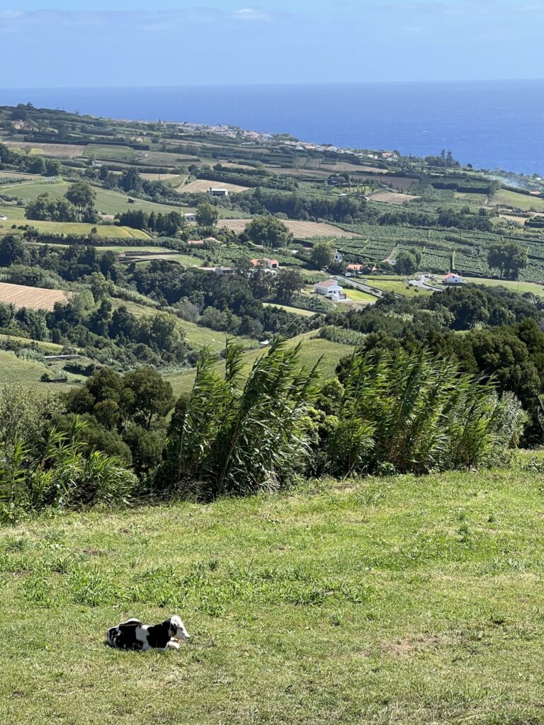 A cow chills in a field overlooking the criss cross fields of Sao Miguel Island in the Azores.
