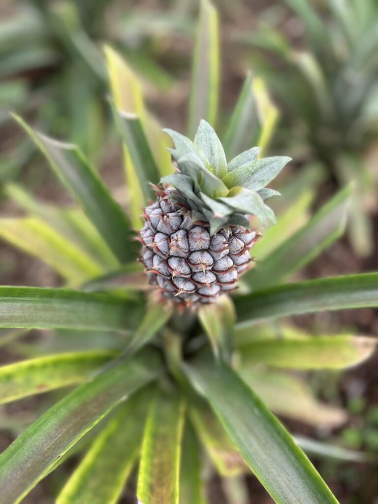 A tiny pineapple grows in the middle of a spiky plant in the Azores.