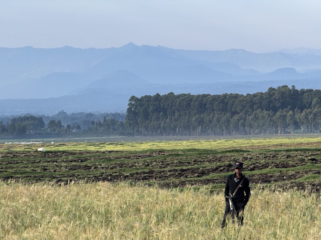 A guard stands in a field of grass, in front of a cultivated field, tall trees fronted by the morning mist, and the mountains in the background outside of Volcanoes National Park in Rwanda.