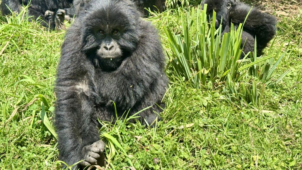 A juvenile male mountain gorilla stares down the camera, while a smaller baby picks its nose in the background, half hidden behind some tall grass.