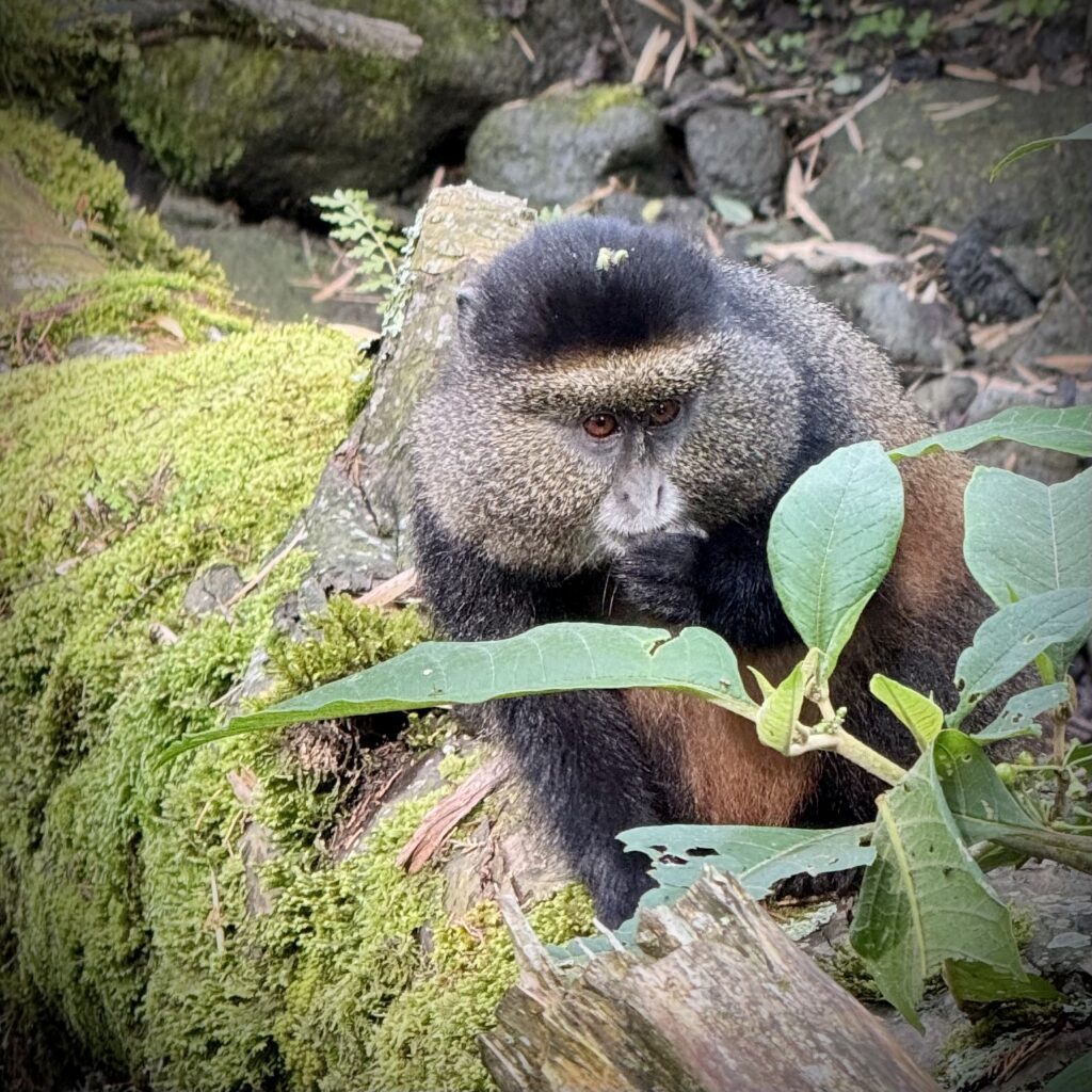 A golden monkey snacks on something while sitting on a moss covered log in Volcanoes National Park in Rwanda.