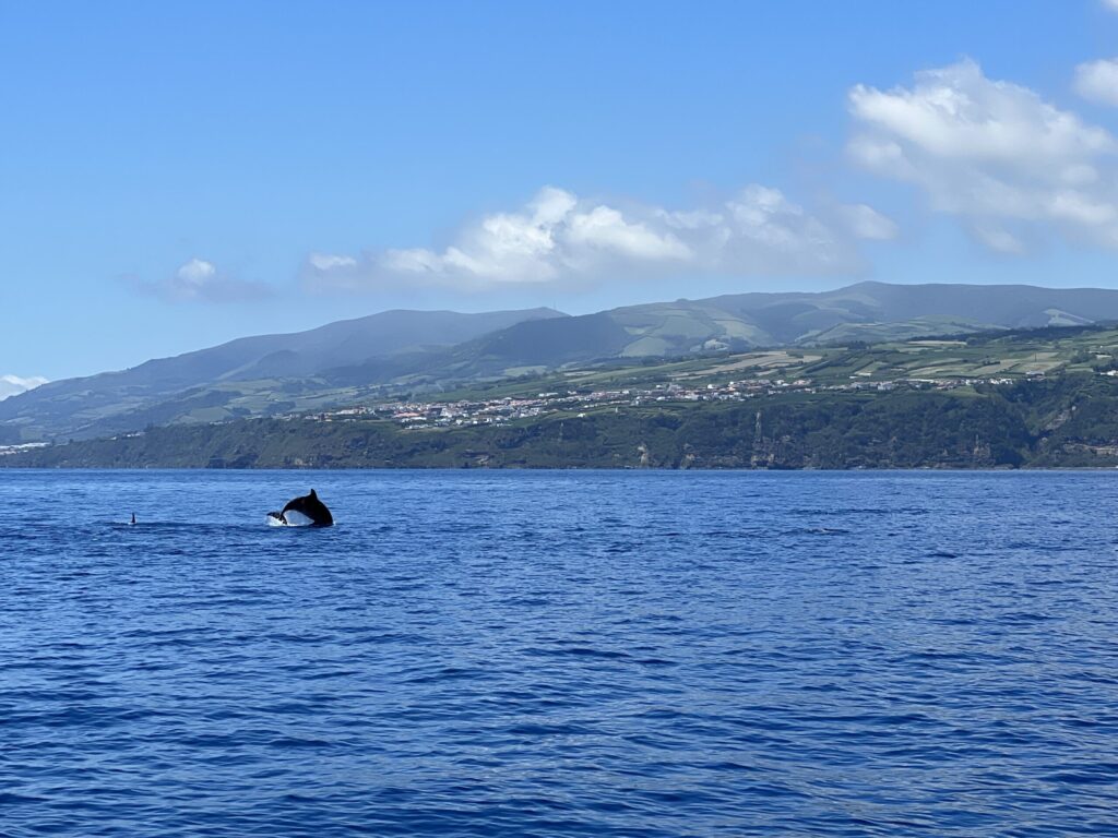 A dolphin leaps through the air in a pod of about 75 off the coast of an island in the Azores.