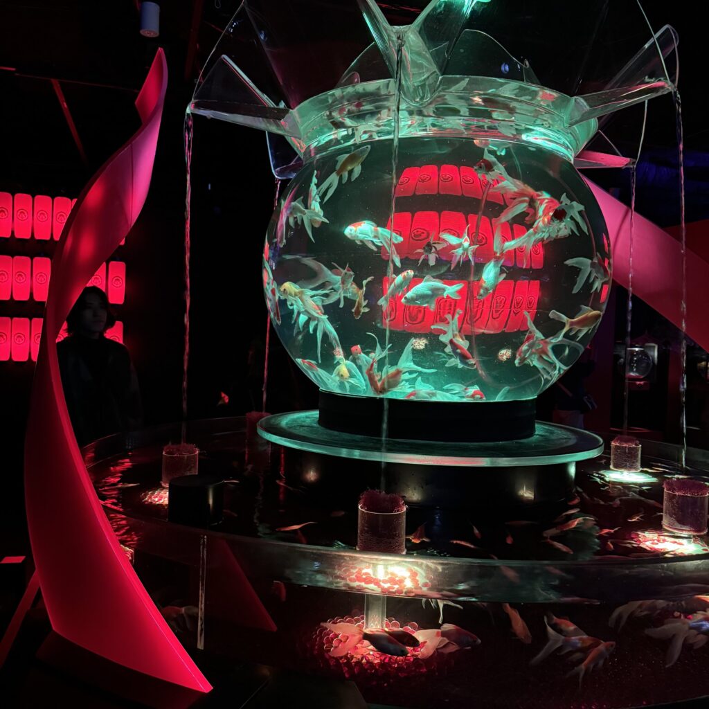 A turquoise-lit giant fishbowl full of bright orange goldfish in the Art Aquarium in Tokyo.
