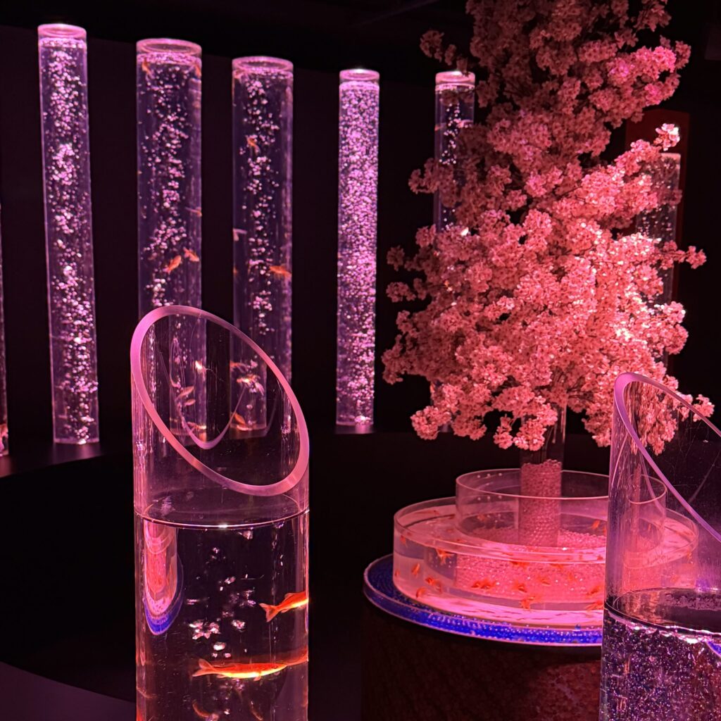 Tall columns filled with goldfish and bubbles and a blooming cherry blossom tree, all lit softly pink, on a dark background at the Art Aquarium in Tokyo.