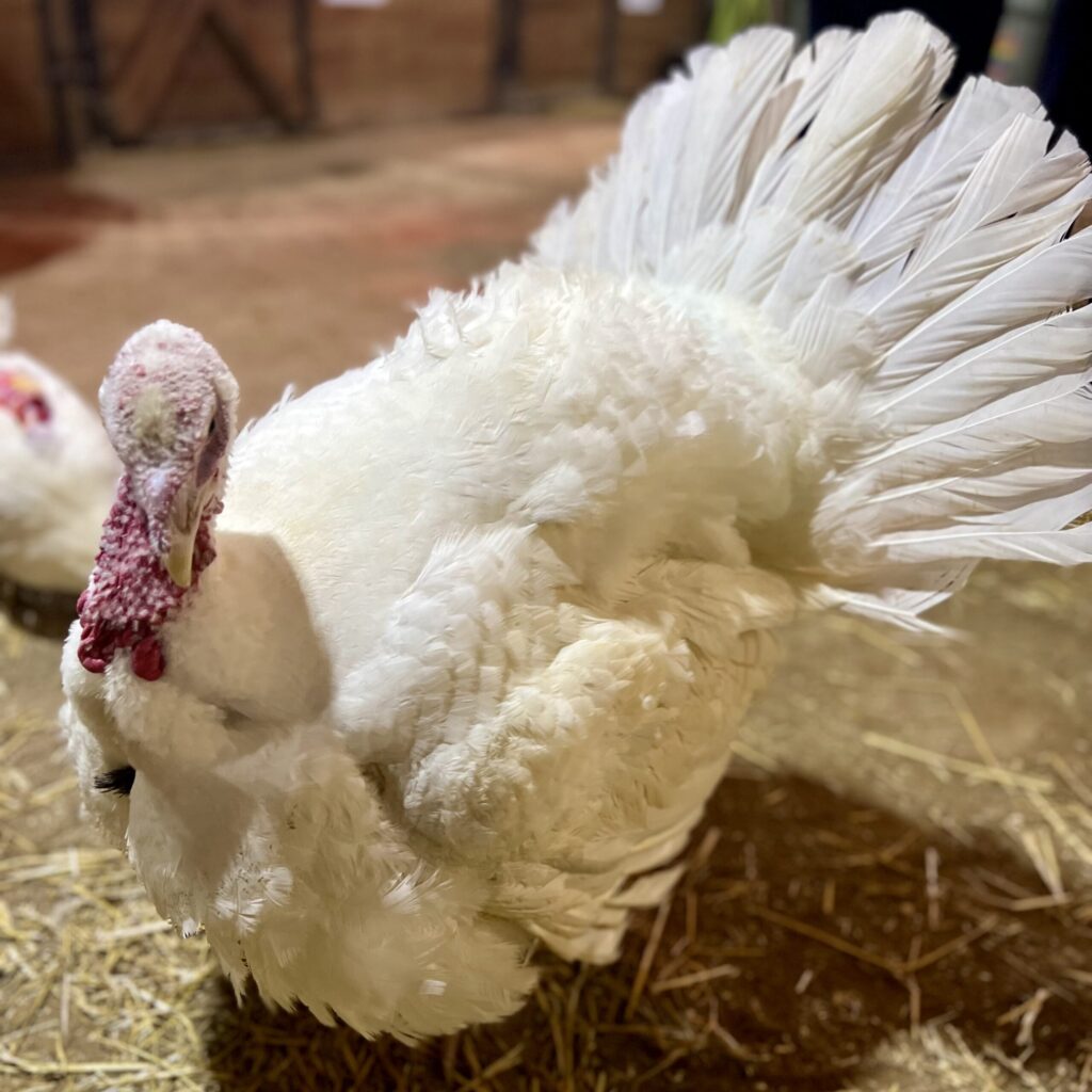 Close-up of a white turkey standing on straw inside a barn, tail feathers fanned, living his best life.
