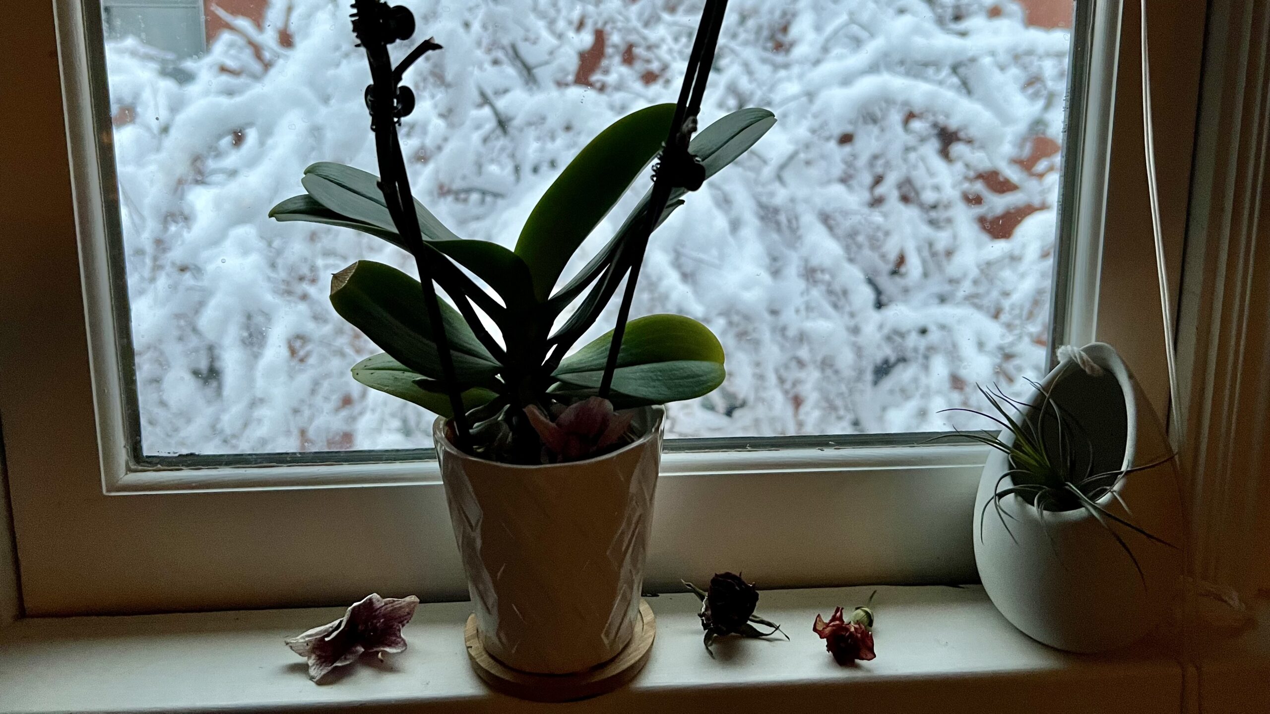 Dry January: A Gentle, Sober-Curious Guide to Exploring Life