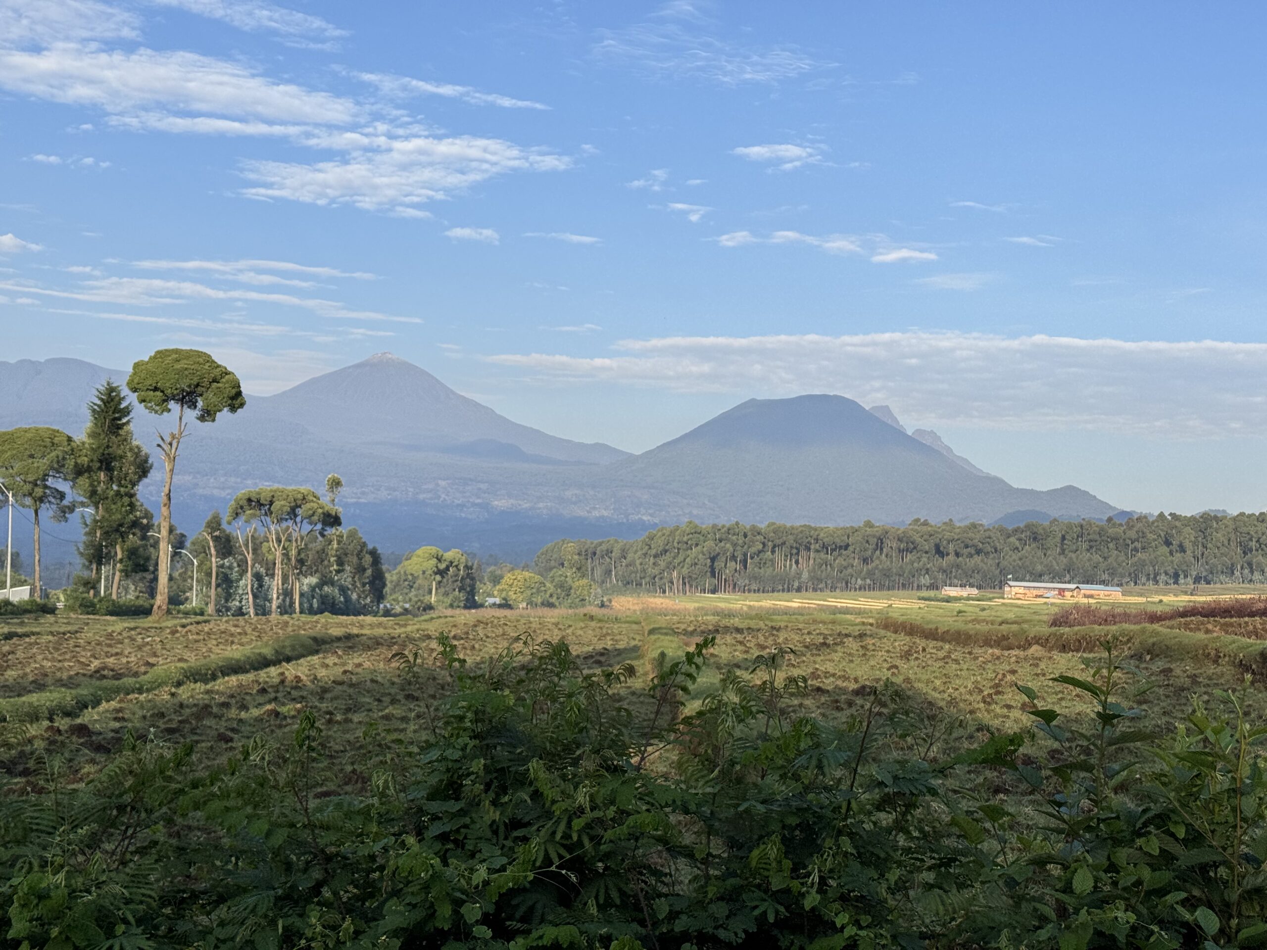 Gorilla Trekking in Rwanda: A Wild Lesson in Perspective